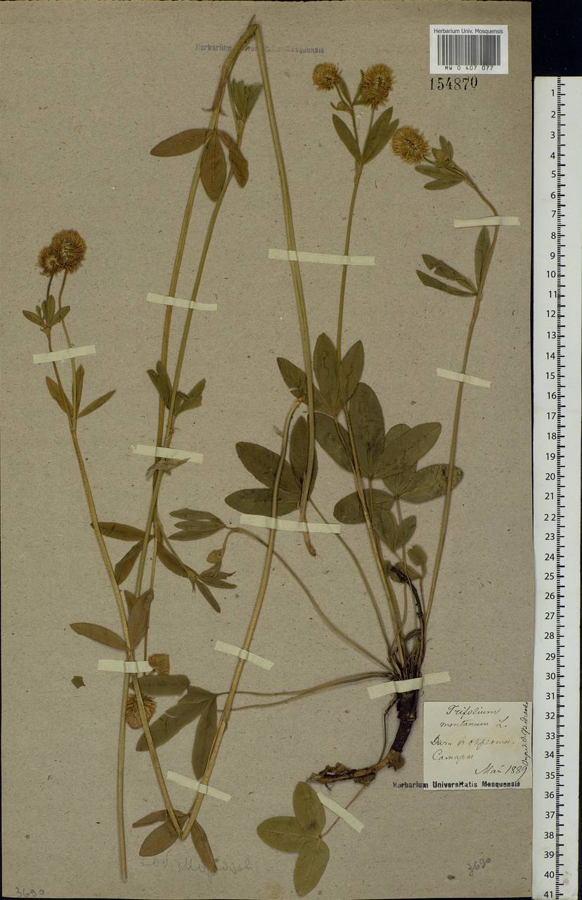 Trifolium montanum L., Eastern Europe, Middle Volga region (E8) (Russia)