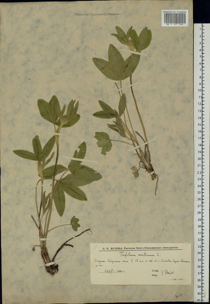 Trifolium montanum L., Eastern Europe, Lower Volga region (E9) (Russia)