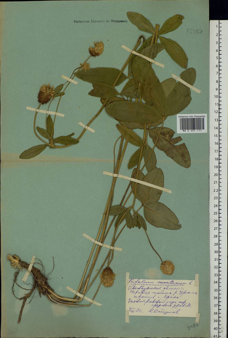 Trifolium montanum L., Eastern Europe, Eastern region (E10) (Russia)