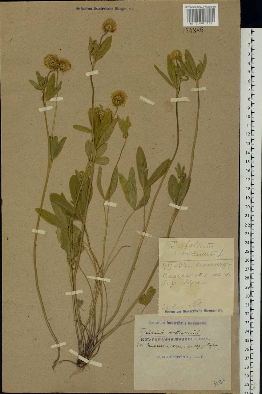 Trifolium montanum L., Eastern Europe, South Ukrainian region (E12) (Ukraine)