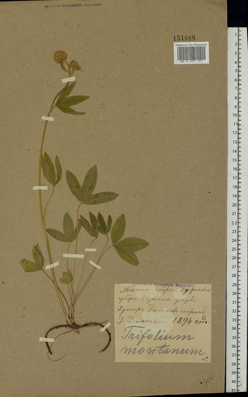 Trifolium montanum L., Eastern Europe, North Ukrainian region (E11) (Ukraine)