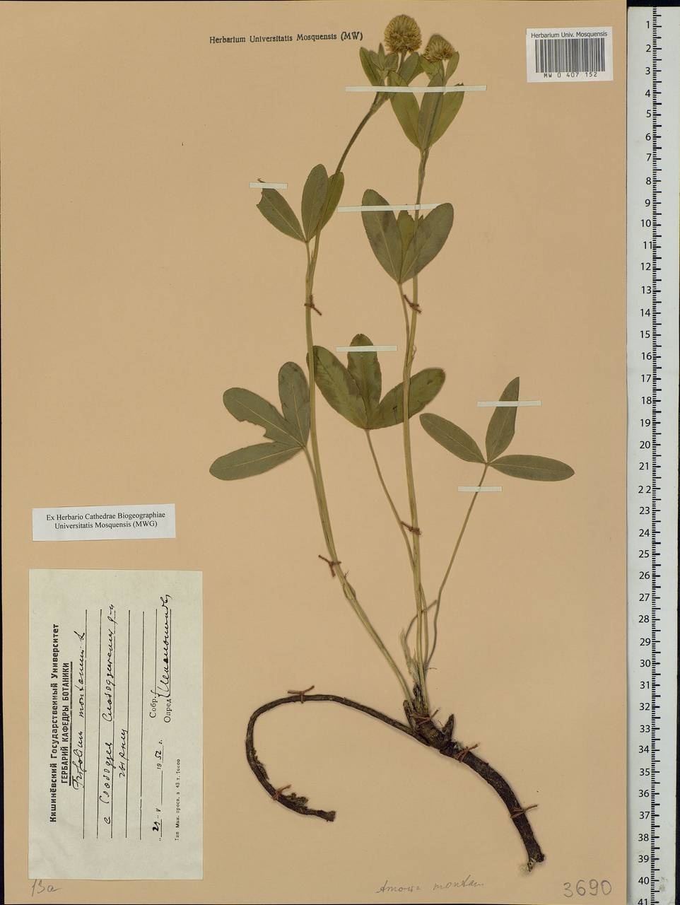 Trifolium montanum L., Eastern Europe, Moldova (E13a) (Moldova)