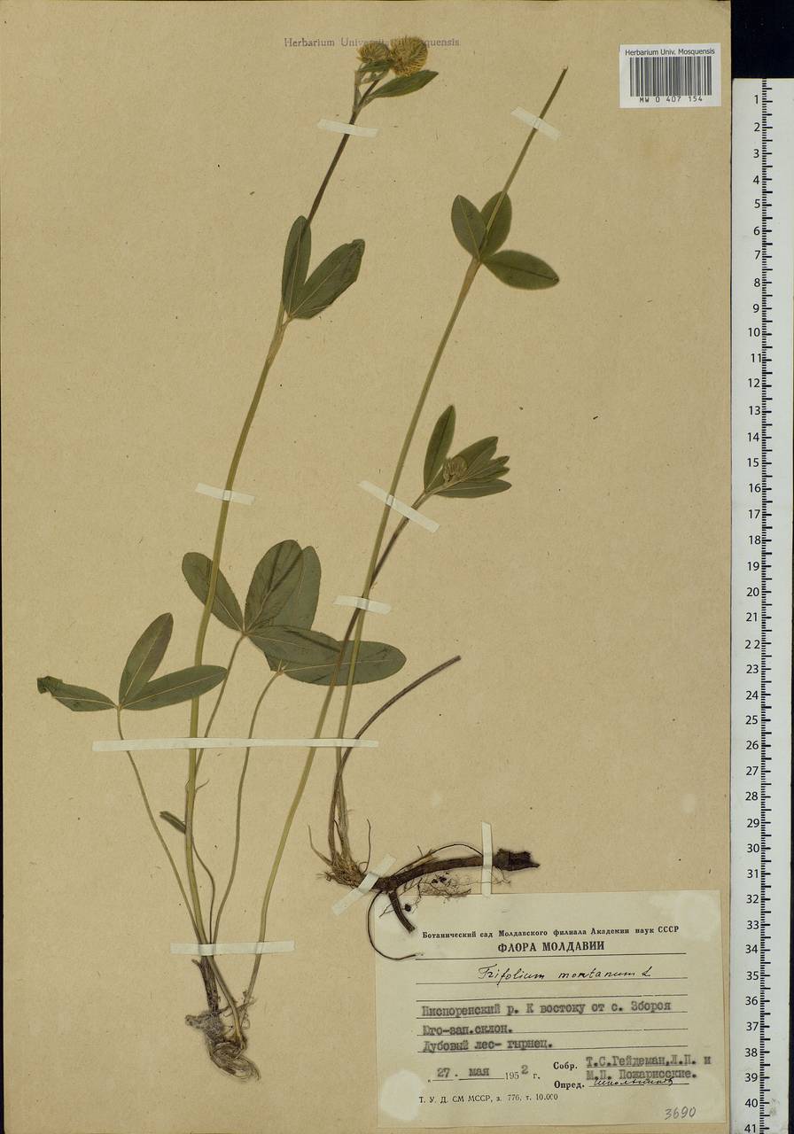 Trifolium montanum L., Eastern Europe, Moldova (E13a) (Moldova)