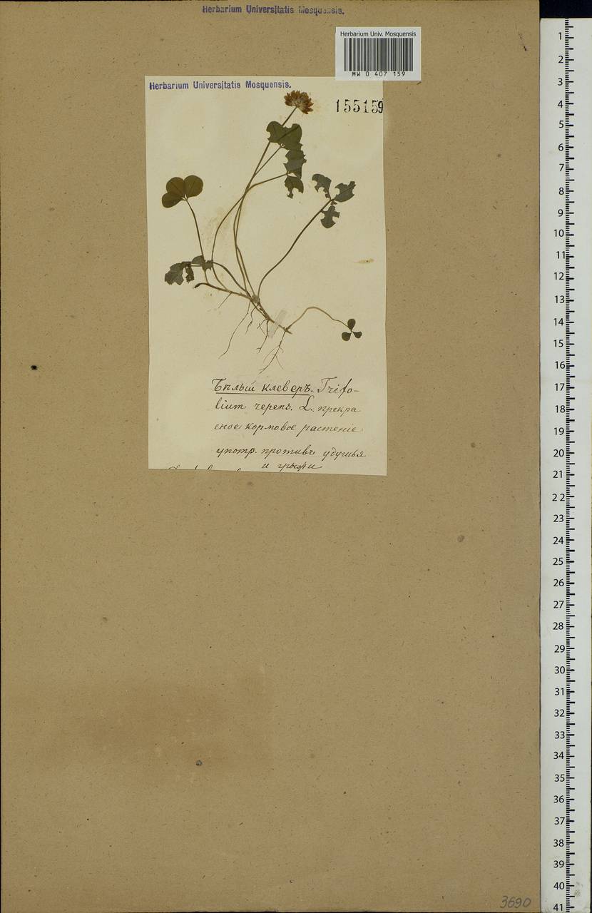 Trifolium repens L., Eastern Europe (no precise locality) (E0) (Not classified)