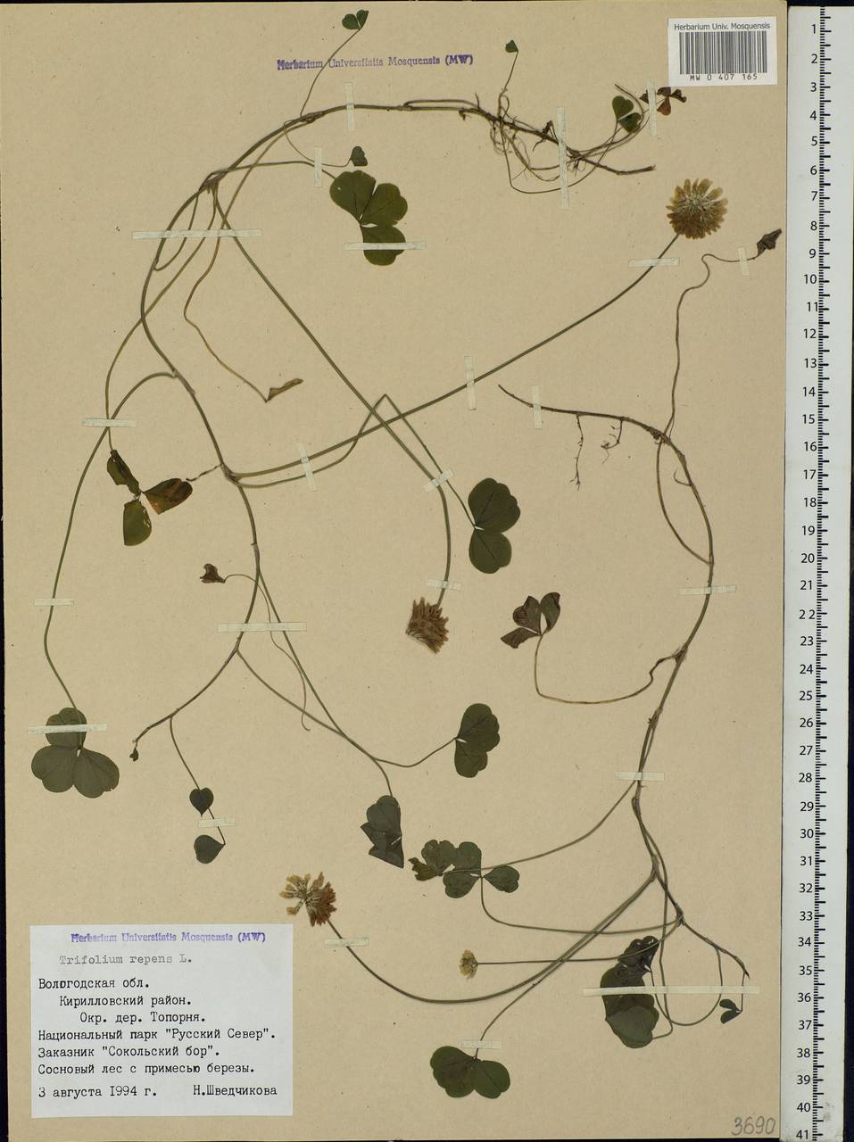 Trifolium repens L., Eastern Europe, Northern region (E1) (Russia)