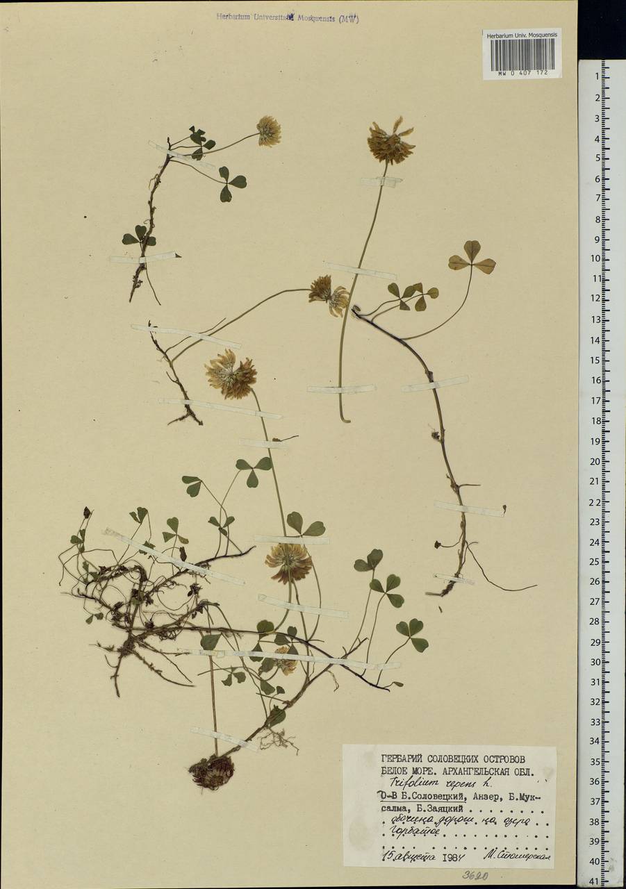 Trifolium repens L., Eastern Europe, Northern region (E1) (Russia)