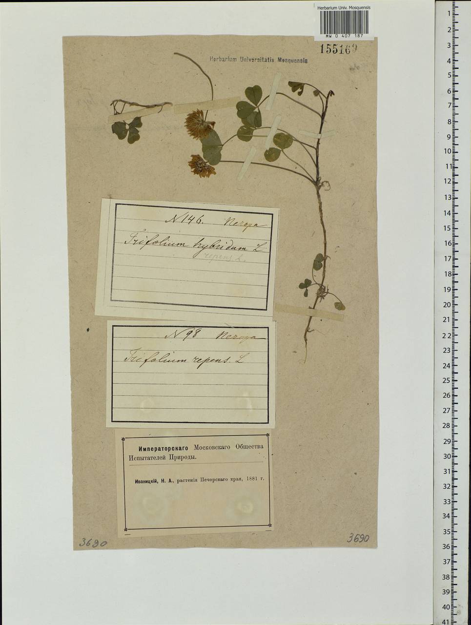 Trifolium repens L., Eastern Europe, Northern region (E1) (Russia)