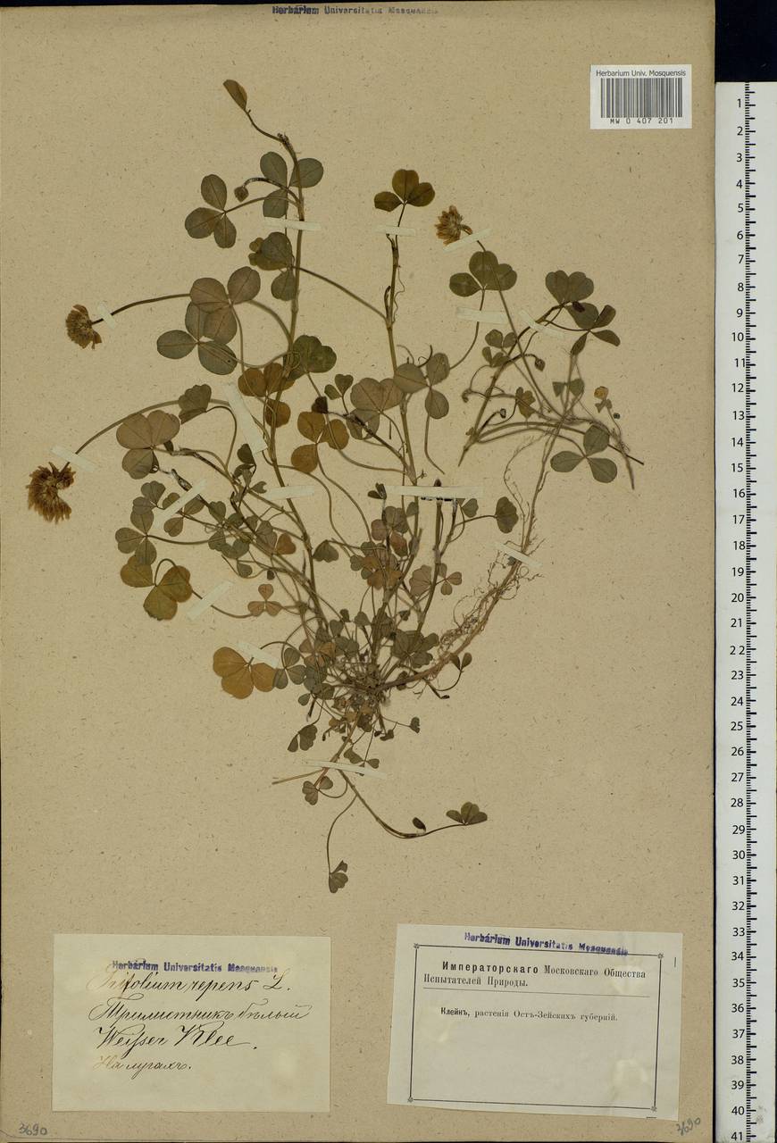 Trifolium repens L., Eastern Europe, Latvia (E2b) (Latvia)