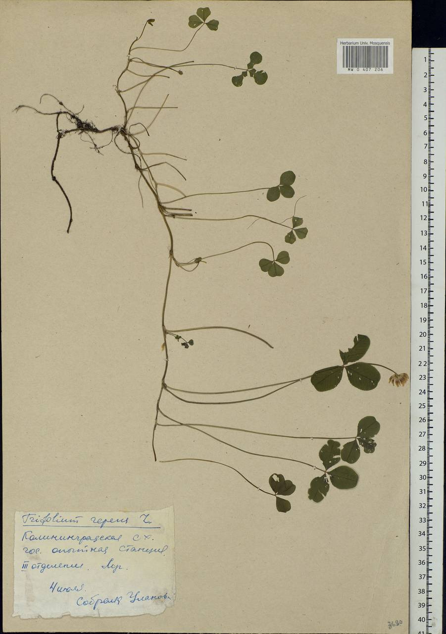 Trifolium repens L., Eastern Europe, North-Western region (E2) (Russia)