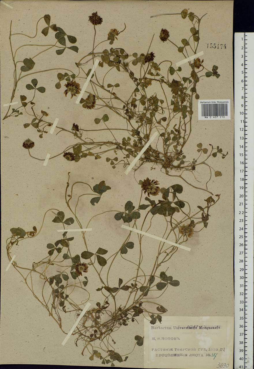 Trifolium repens L., Eastern Europe, North-Western region (E2) (Russia)
