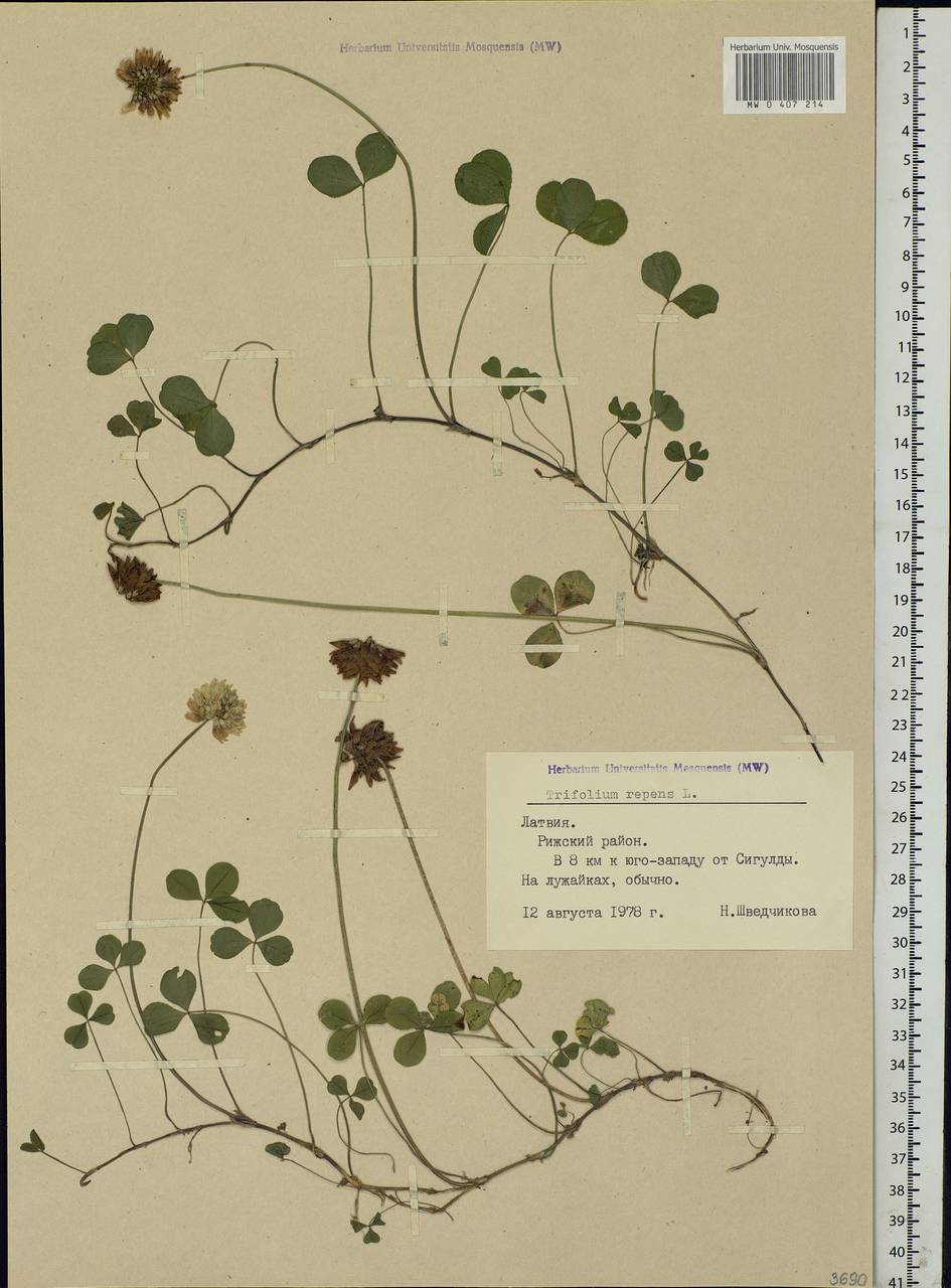 Trifolium repens L., Eastern Europe, Latvia (E2b) (Latvia)