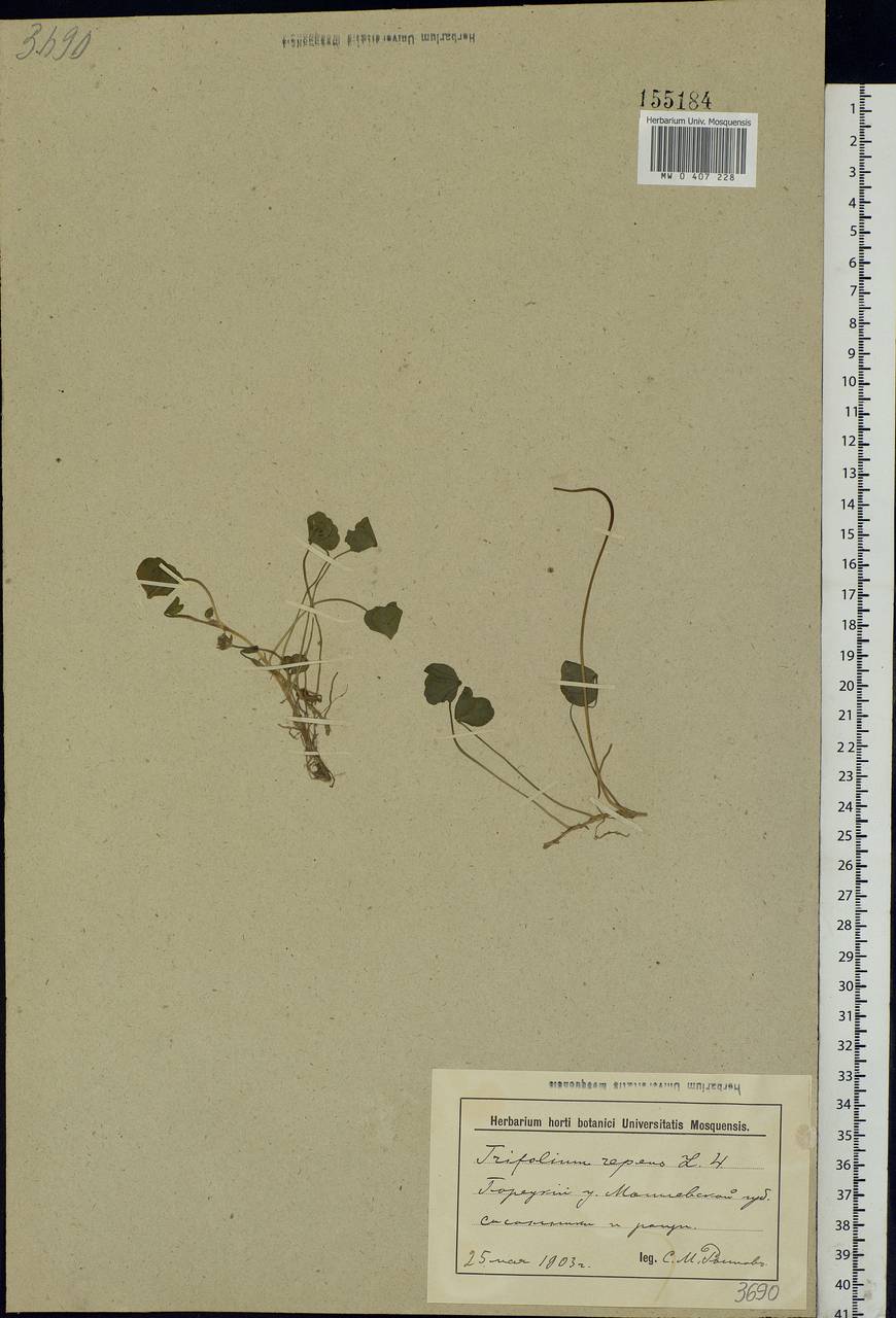 Trifolium repens L., Eastern Europe, Belarus (E3a) (Belarus)
