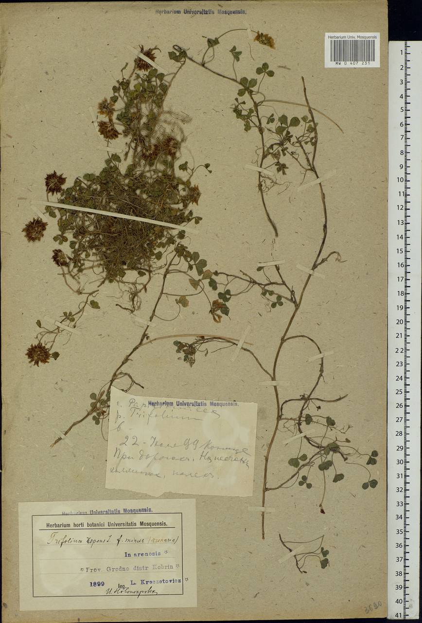 Trifolium repens L., Eastern Europe, Belarus (E3a) (Belarus)