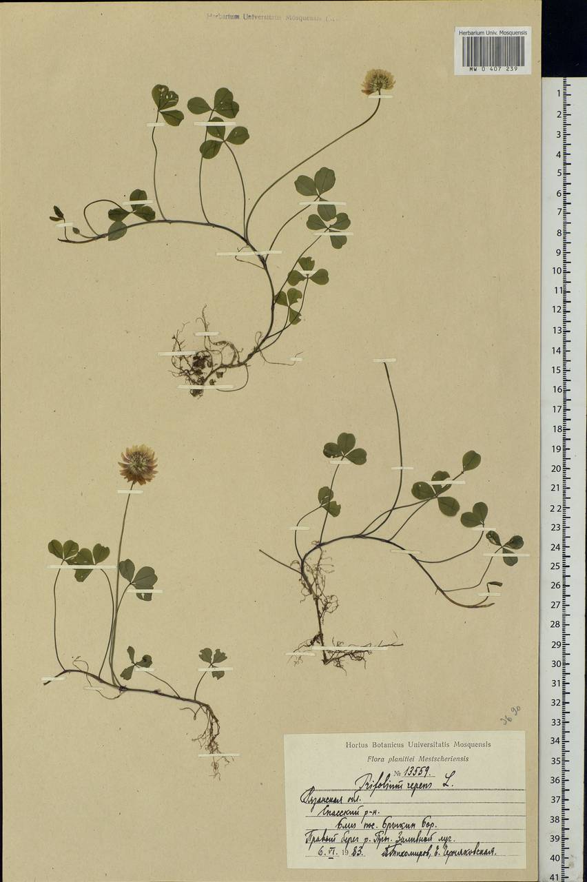 Trifolium repens L., Eastern Europe, Central region (E4) (Russia)