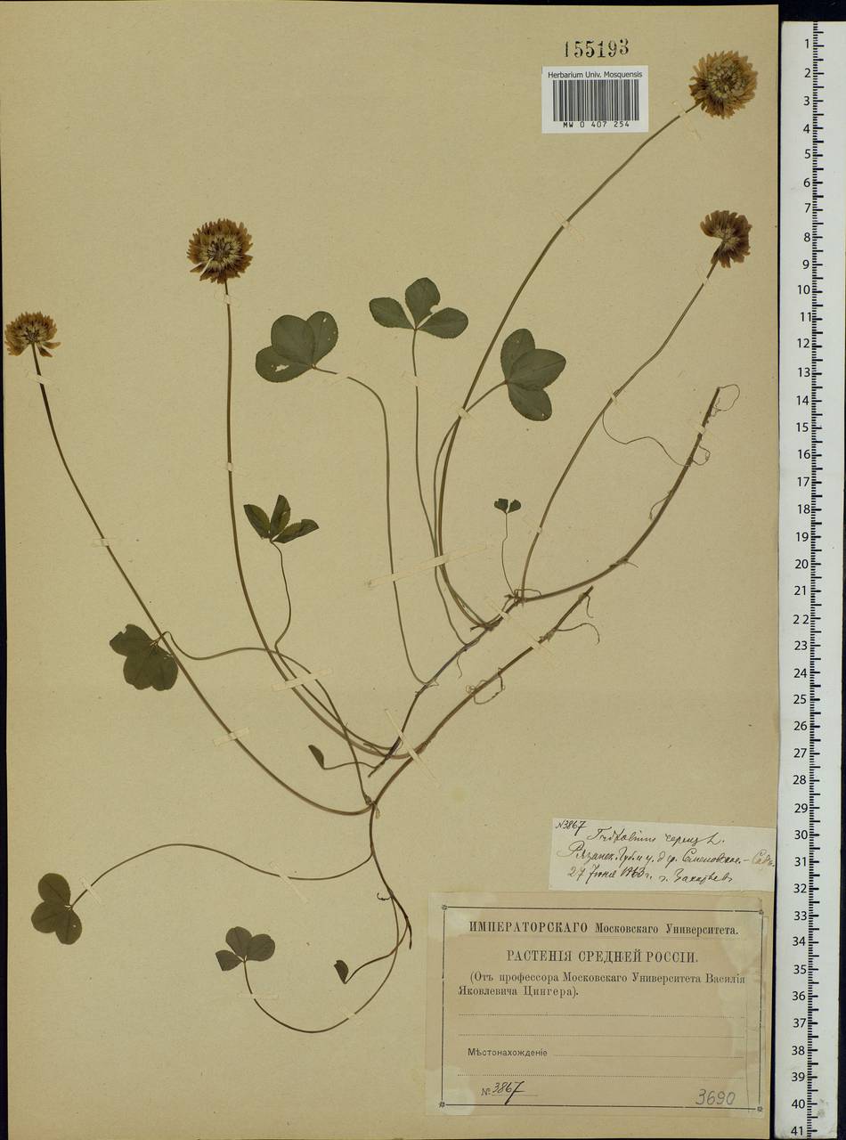 Trifolium repens L., Eastern Europe, Central region (E4) (Russia)