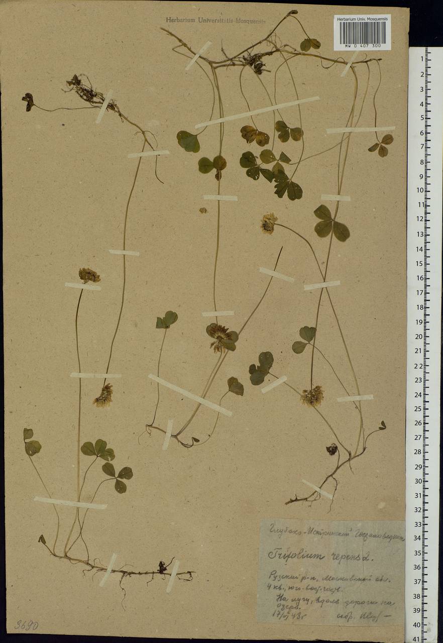Trifolium repens L., Eastern Europe, Moscow region (E4a) (Russia)
