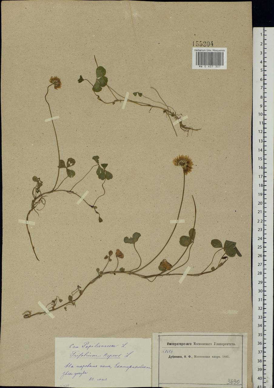 Trifolium repens L., Eastern Europe, Moscow region (E4a) (Russia)