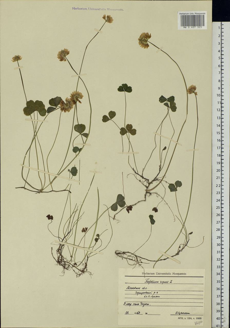 Trifolium repens L., Eastern Europe, Moscow region (E4a) (Russia)