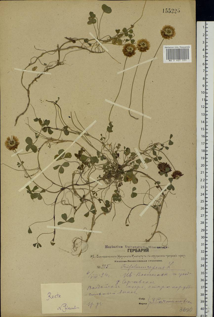 Trifolium repens L., Eastern Europe, Central forest region (E5) (Russia)
