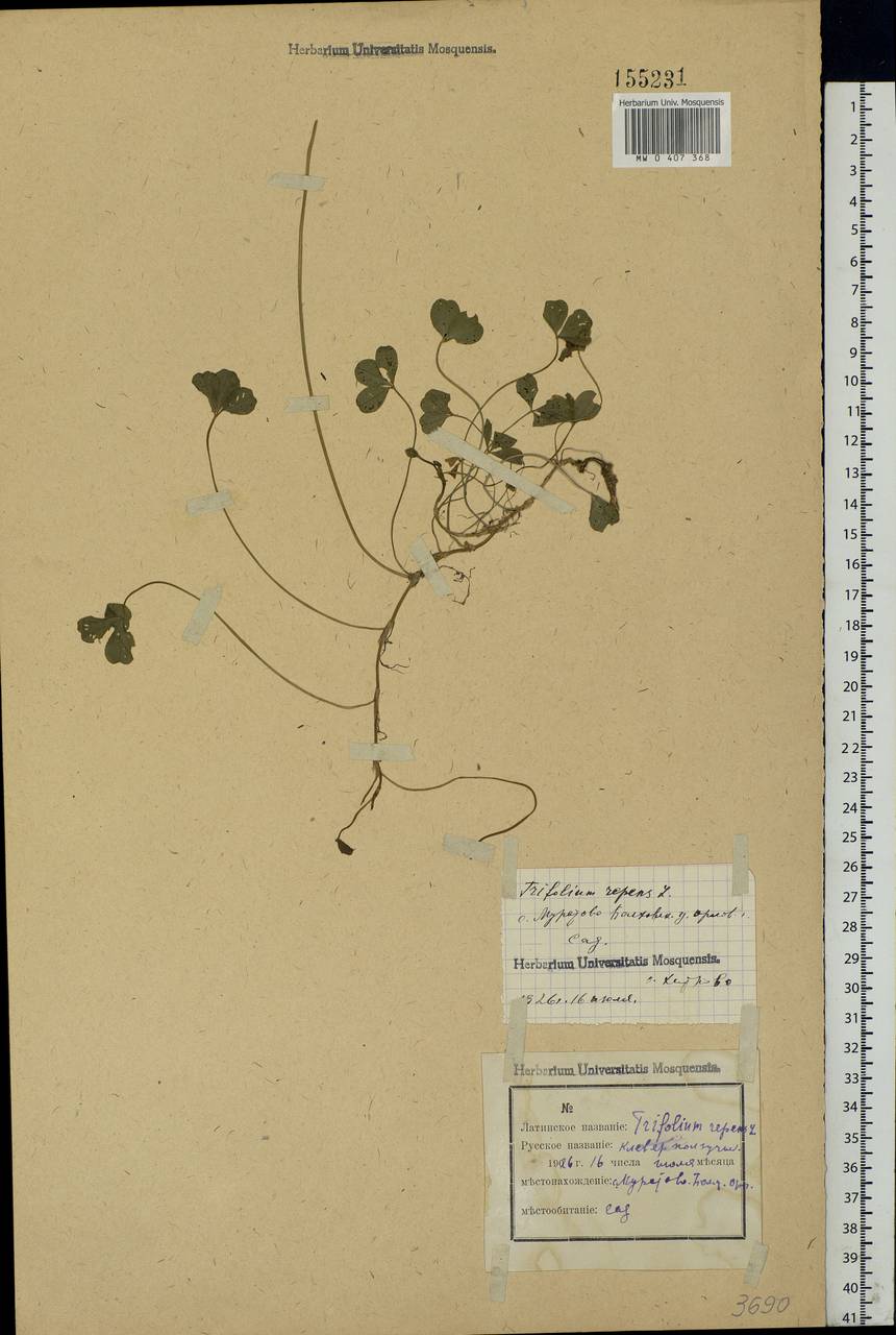 Trifolium repens L., Eastern Europe, Central forest-and-steppe region (E6) (Russia)