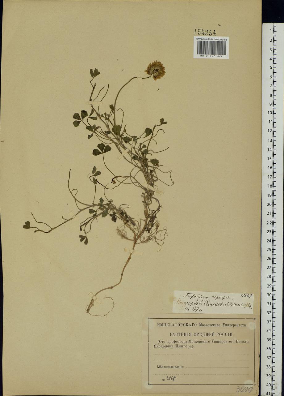 Trifolium repens L., Eastern Europe, Volga-Kama region (E7) (Russia)