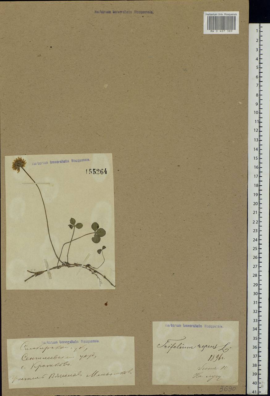 Trifolium repens L., Eastern Europe, Middle Volga region (E8) (Russia)