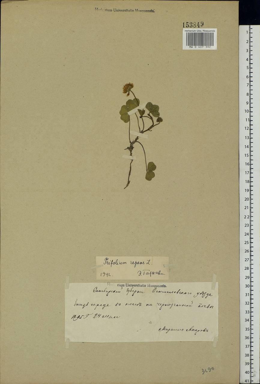 Trifolium repens L., Eastern Europe, Middle Volga region (E8) (Russia)