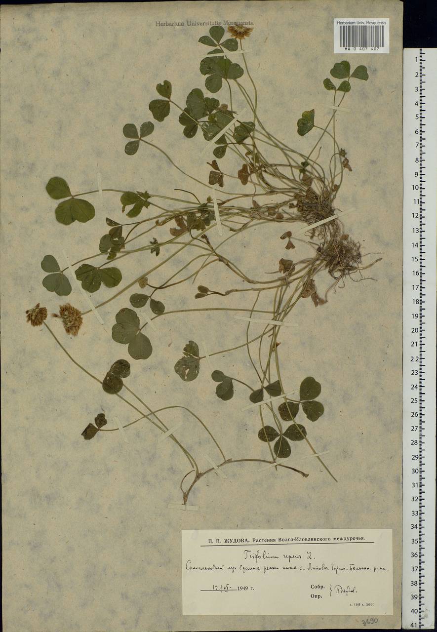 Trifolium repens L., Eastern Europe, Lower Volga region (E9) (Russia)