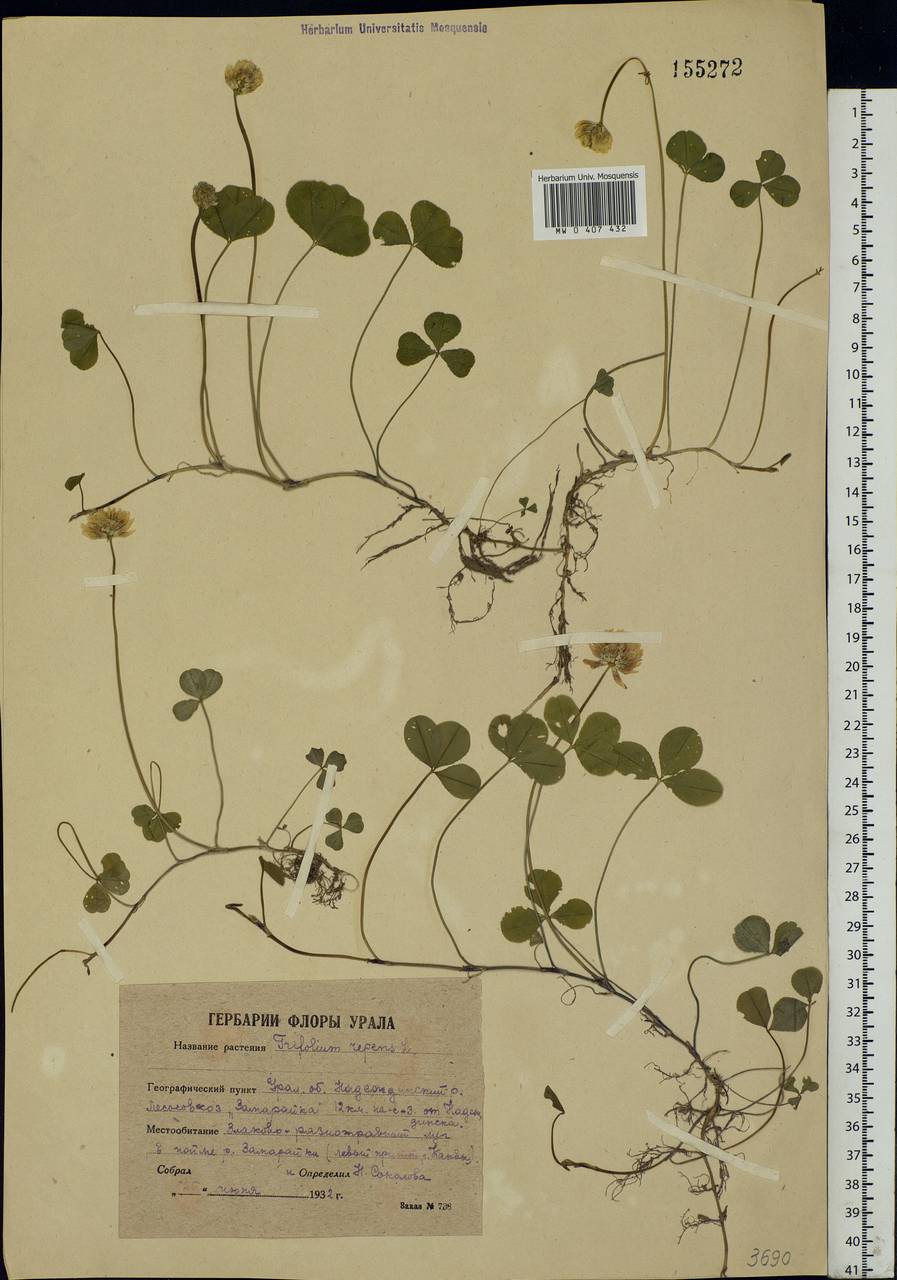 Trifolium repens L., Eastern Europe, Eastern region (E10) (Russia)