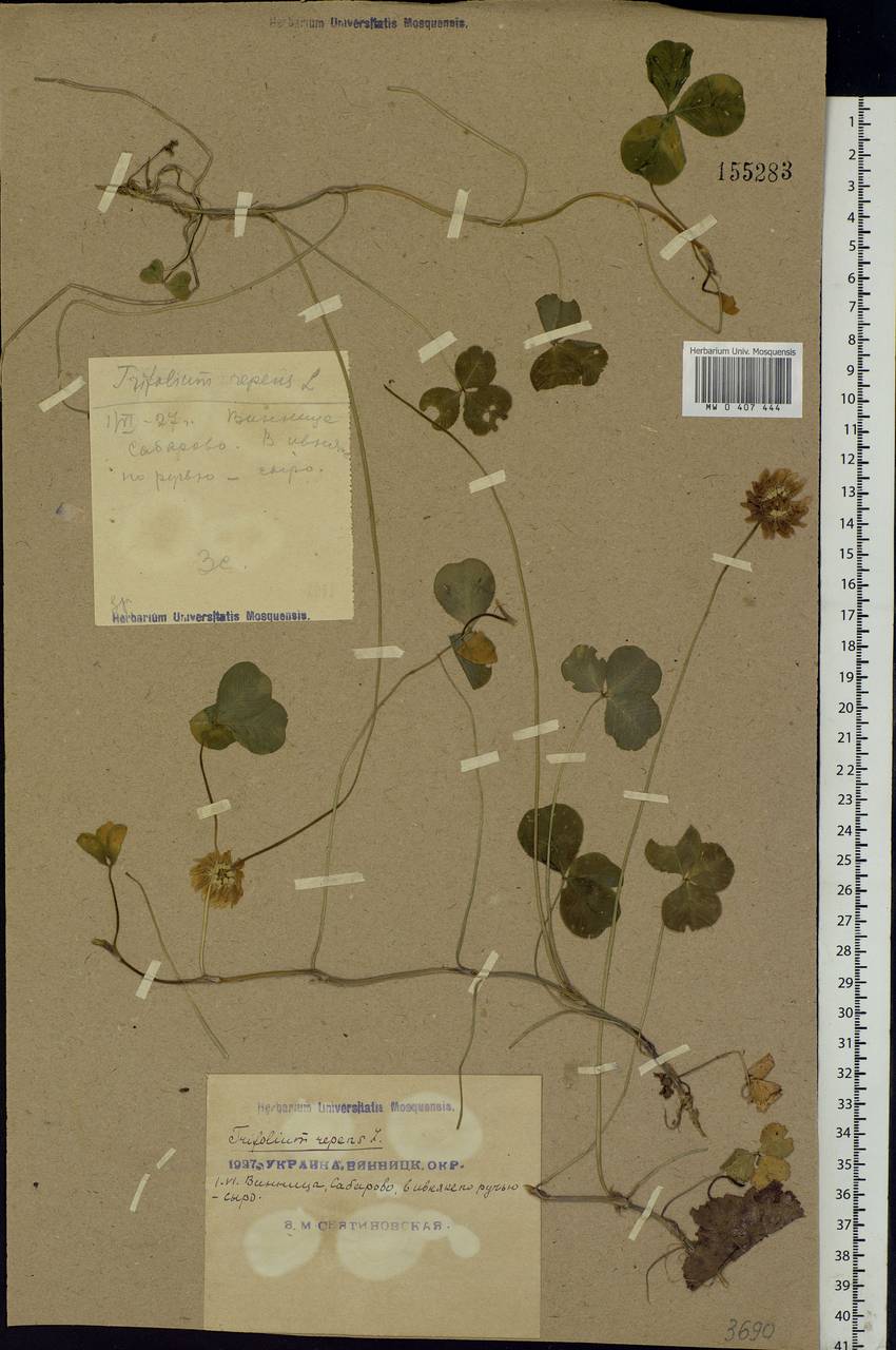Trifolium repens L., Eastern Europe, North Ukrainian region (E11) (Ukraine)