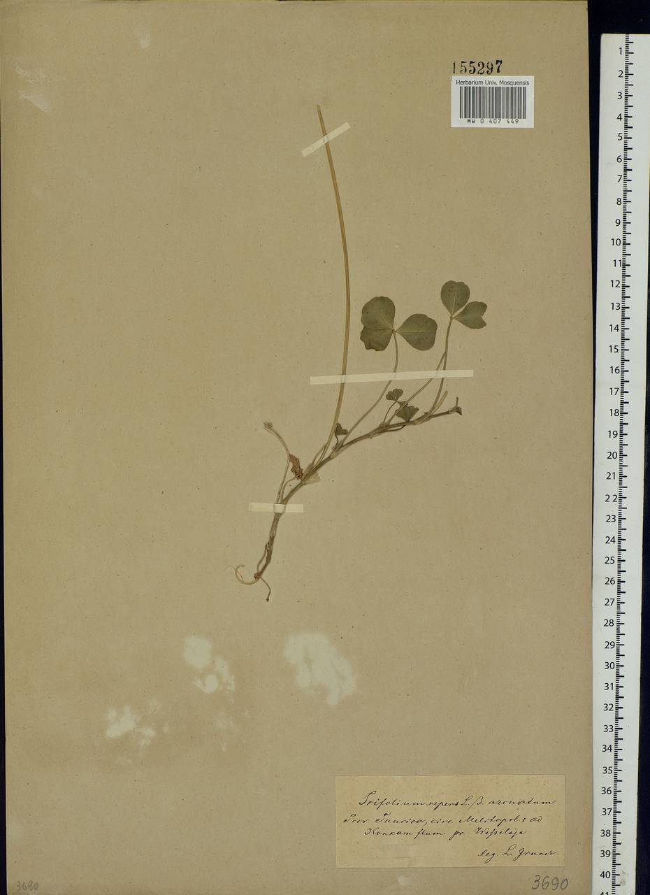 Trifolium repens L., Eastern Europe, South Ukrainian region (E12) (Ukraine)