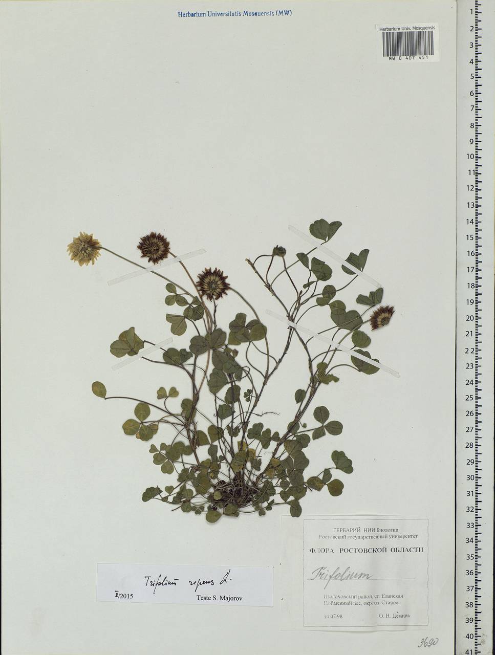 Trifolium repens L., Eastern Europe, Rostov Oblast (E12a) (Russia)