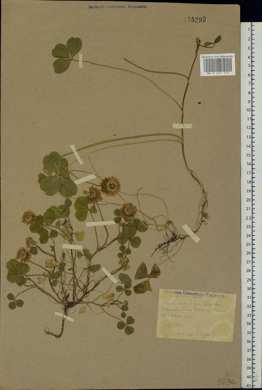Trifolium repens L., Eastern Europe, Rostov Oblast (E12a) (Russia)