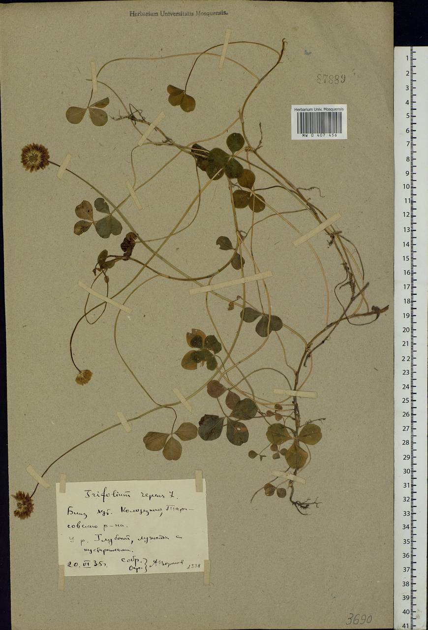 Trifolium repens L., Eastern Europe, Rostov Oblast (E12a) (Russia)