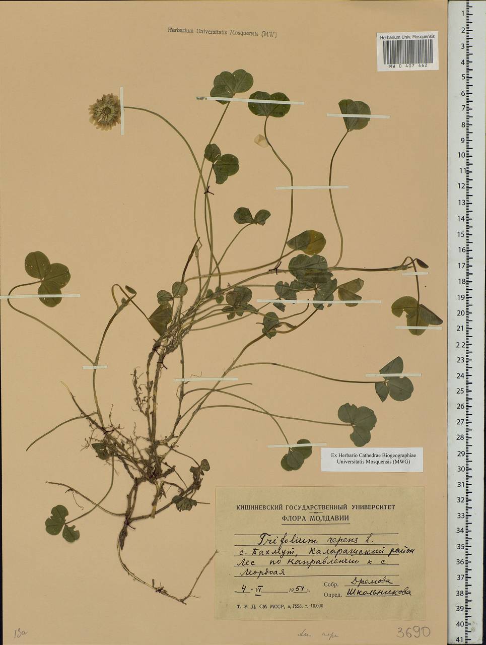 Trifolium repens L., Eastern Europe, Moldova (E13a) (Moldova)