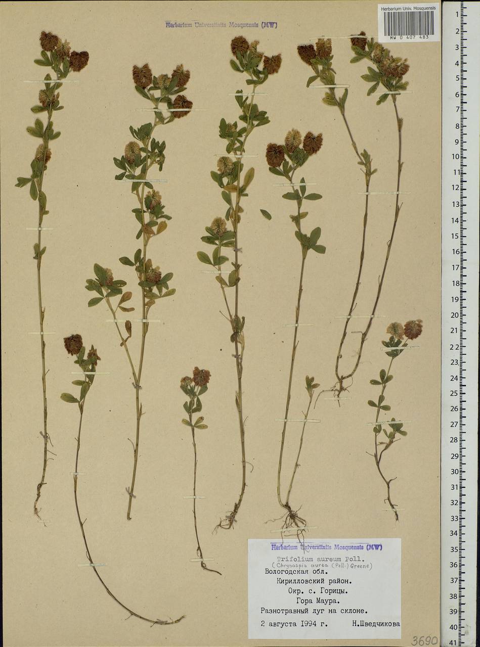 Trifolium aureum Pollich, Eastern Europe, Northern region (E1) (Russia)