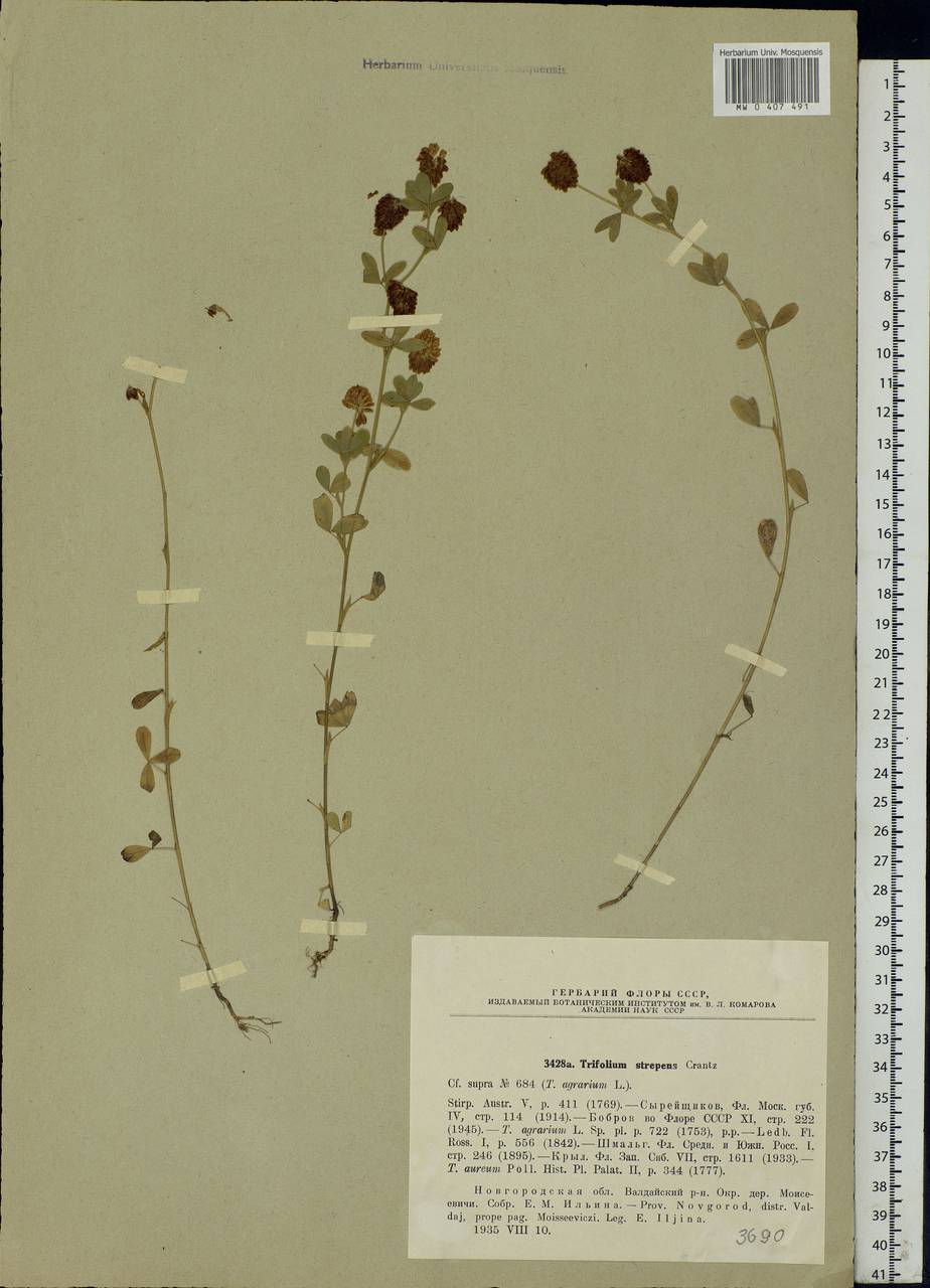 Trifolium aureum Pollich, Eastern Europe, North-Western region (E2) (Russia)
