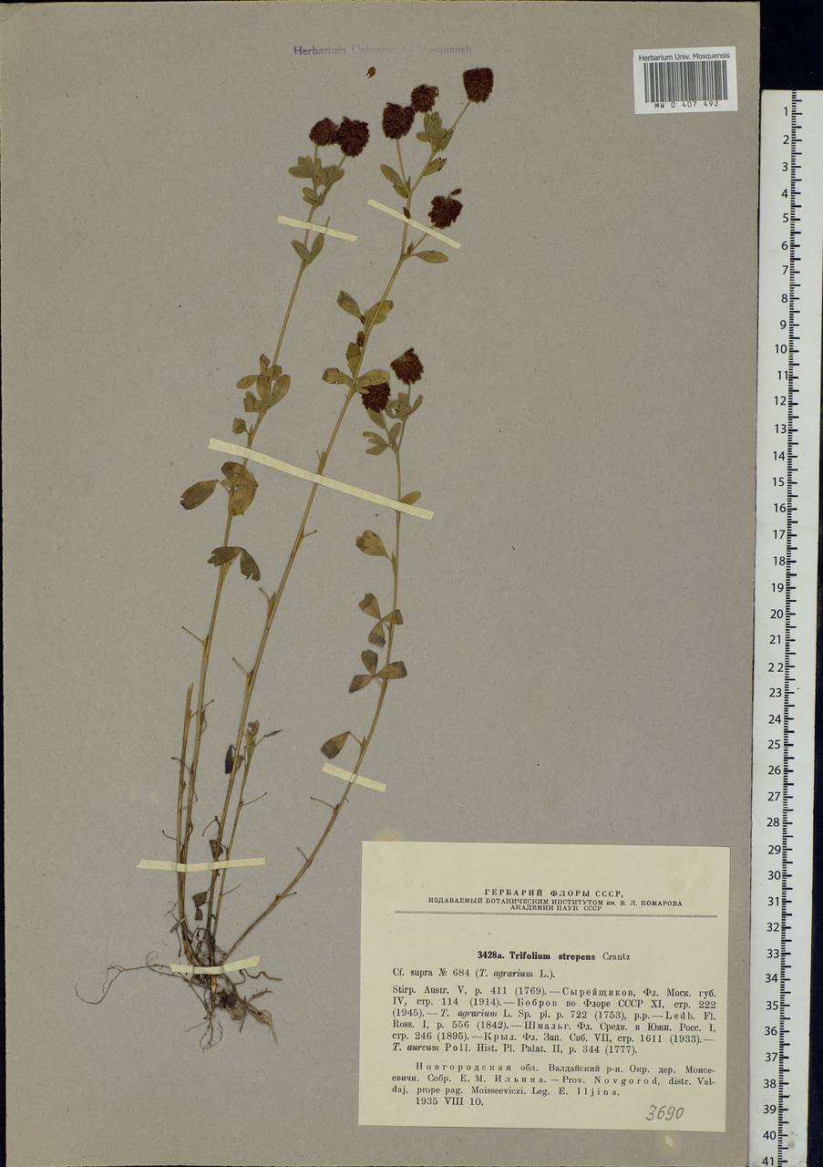 Trifolium aureum Pollich, Eastern Europe, North-Western region (E2) (Russia)