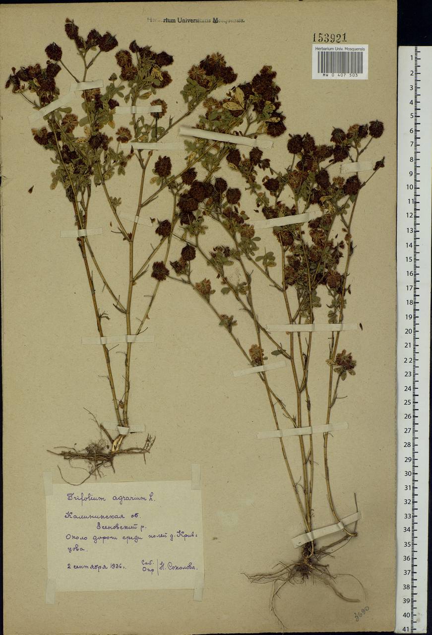 Trifolium aureum Pollich, Eastern Europe, North-Western region (E2) (Russia)