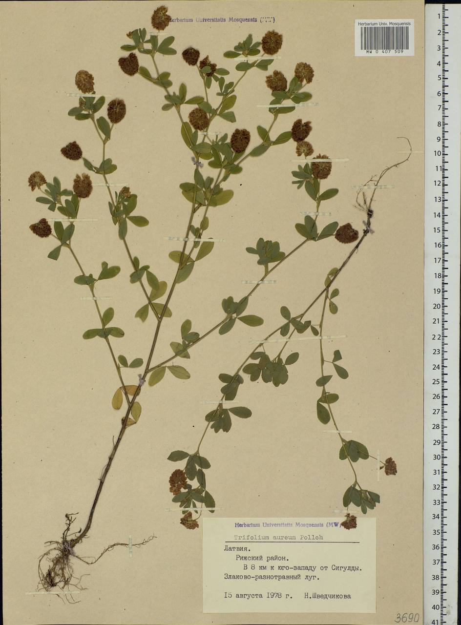 Trifolium aureum Pollich, Eastern Europe, Latvia (E2b) (Latvia)