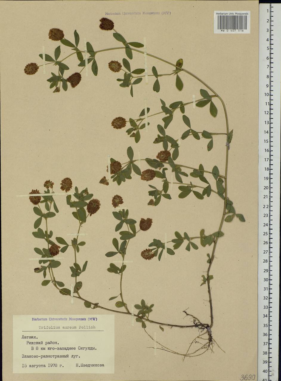 Trifolium aureum Pollich, Eastern Europe, Latvia (E2b) (Latvia)