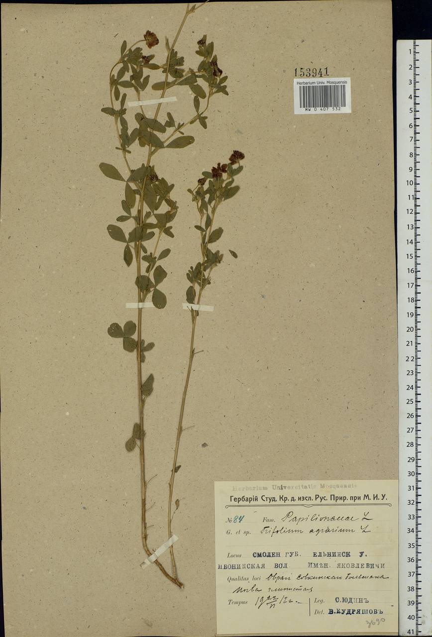 Trifolium aureum Pollich, Eastern Europe, Western region (E3) (Russia)