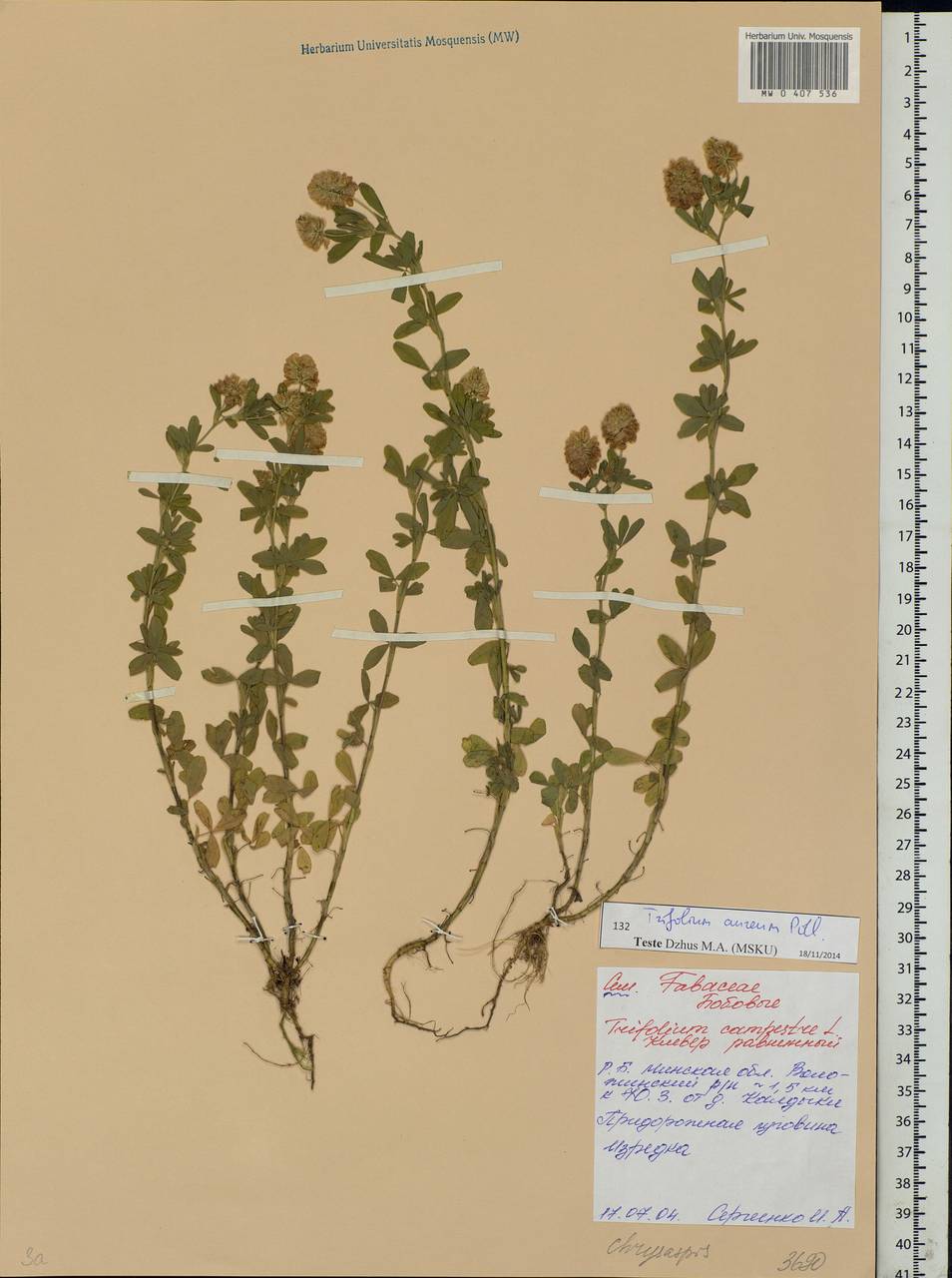 Trifolium aureum Pollich, Eastern Europe, Belarus (E3a) (Belarus)