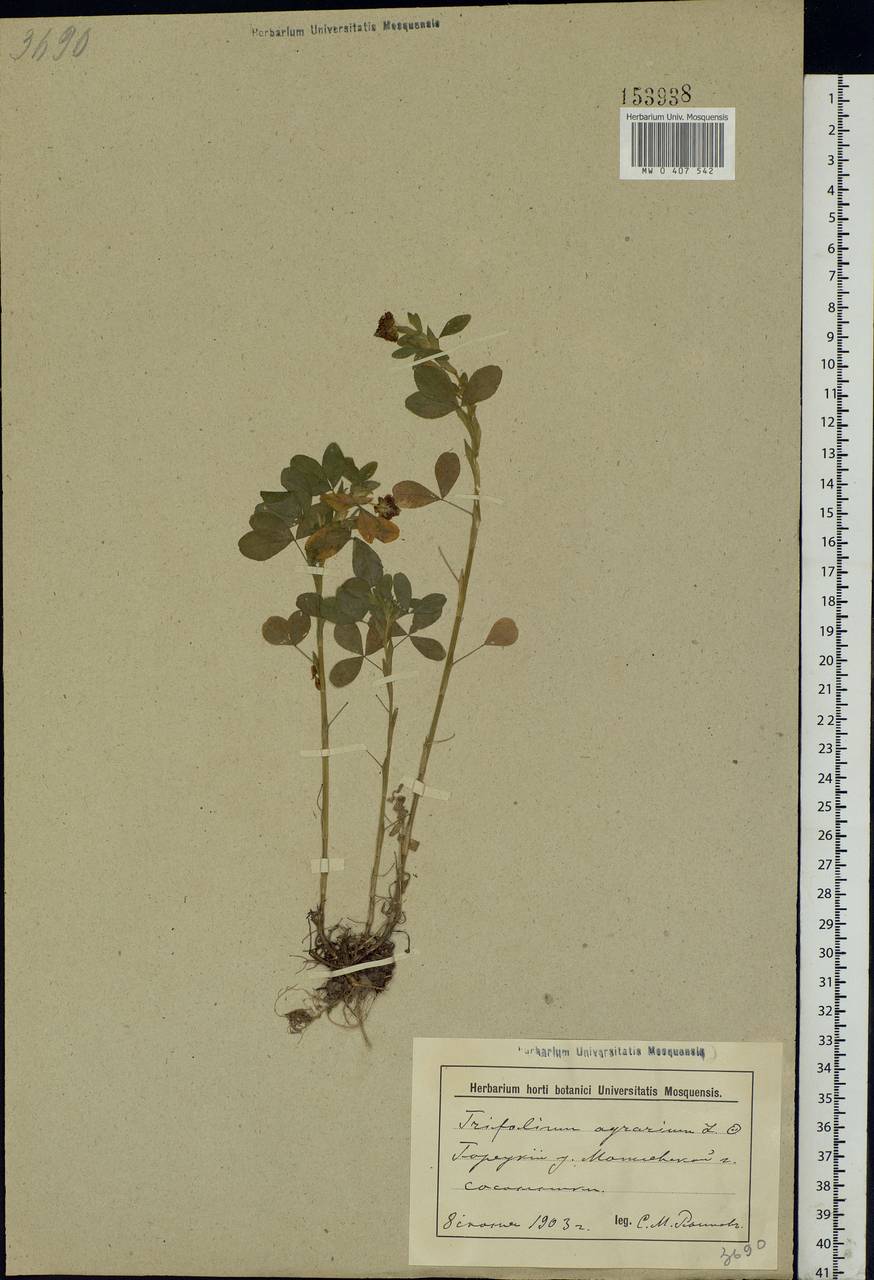 Trifolium aureum Pollich, Eastern Europe, Belarus (E3a) (Belarus)