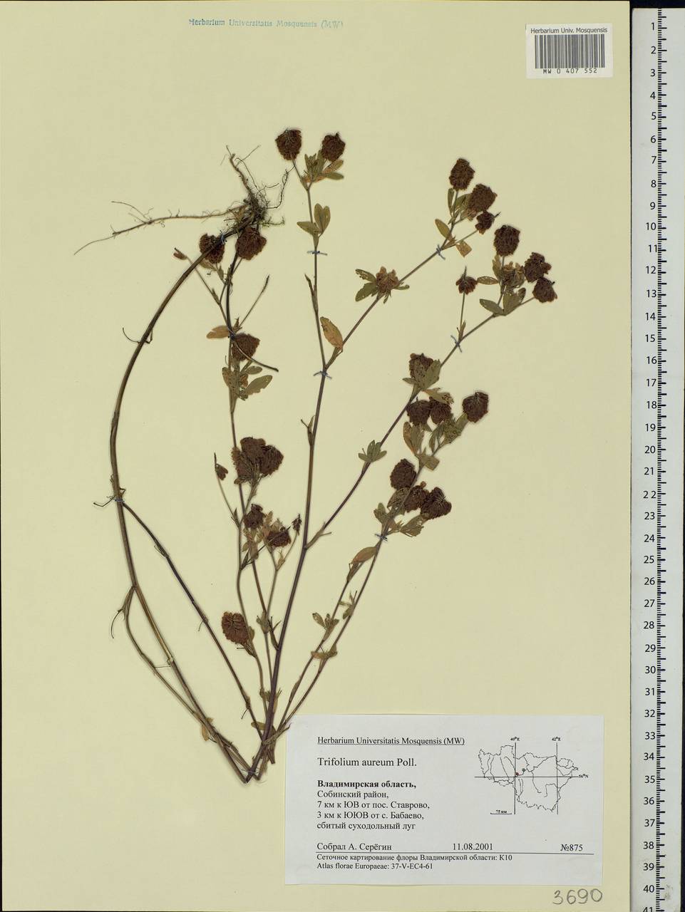 Trifolium aureum Pollich, Eastern Europe, Central region (E4) (Russia)