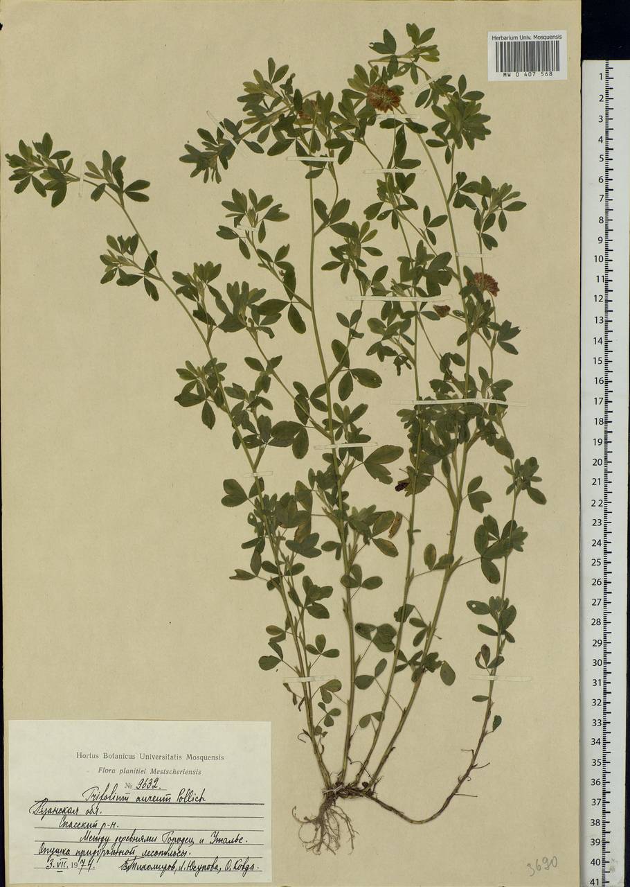 Trifolium aureum Pollich, Eastern Europe, Central region (E4) (Russia)