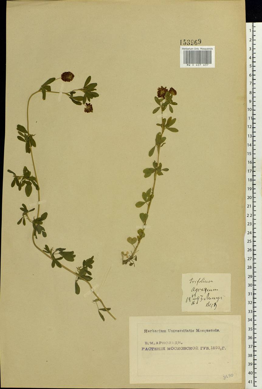 Trifolium aureum Pollich, Eastern Europe, Moscow region (E4a) (Russia)