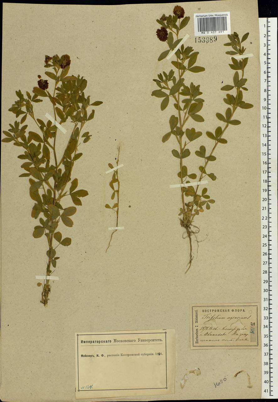Trifolium aureum Pollich, Eastern Europe, Central forest region (E5) (Russia)