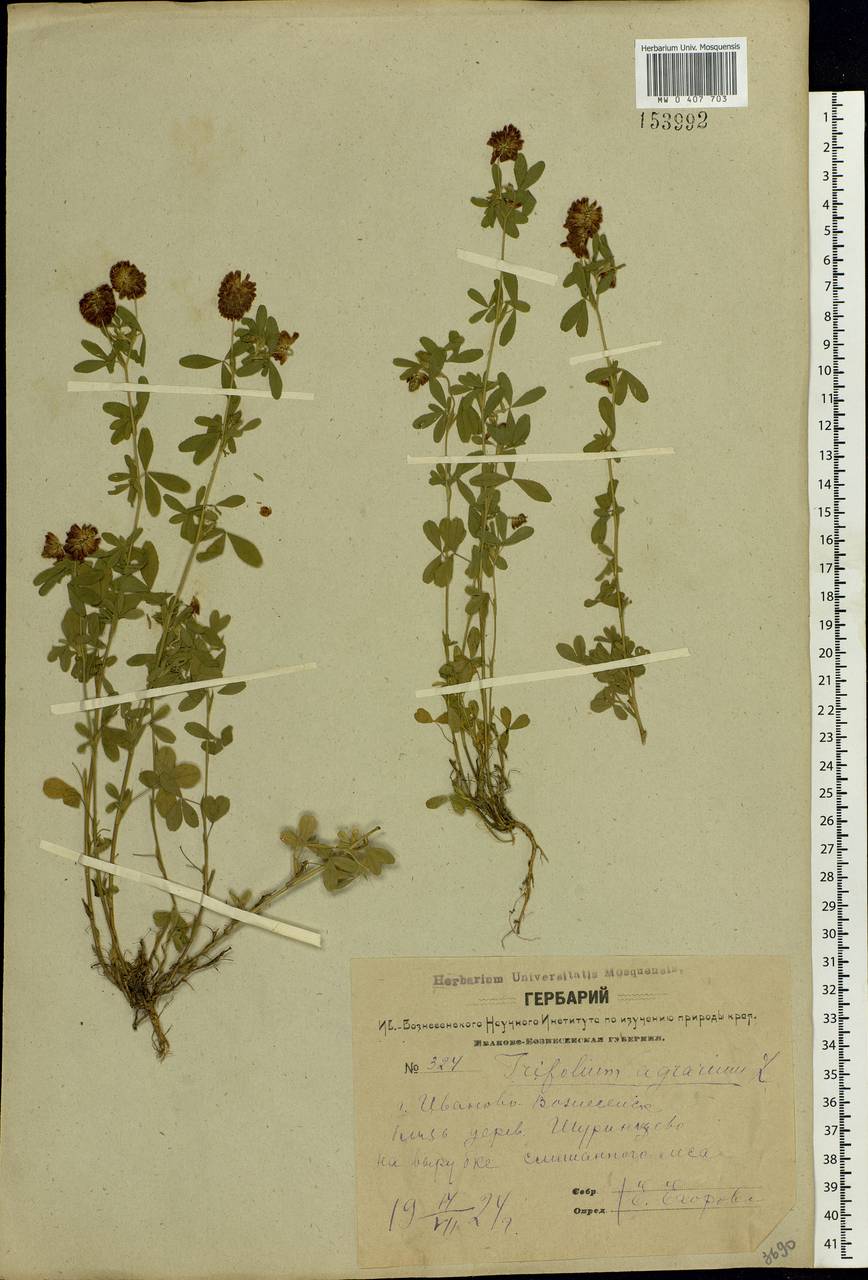 Trifolium aureum Pollich, Eastern Europe, Central forest region (E5) (Russia)