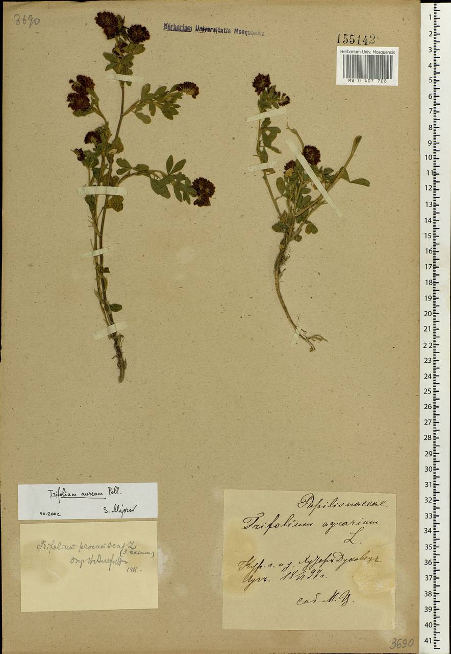 Trifolium aureum Pollich, Eastern Europe, Central forest-and-steppe region (E6) (Russia)